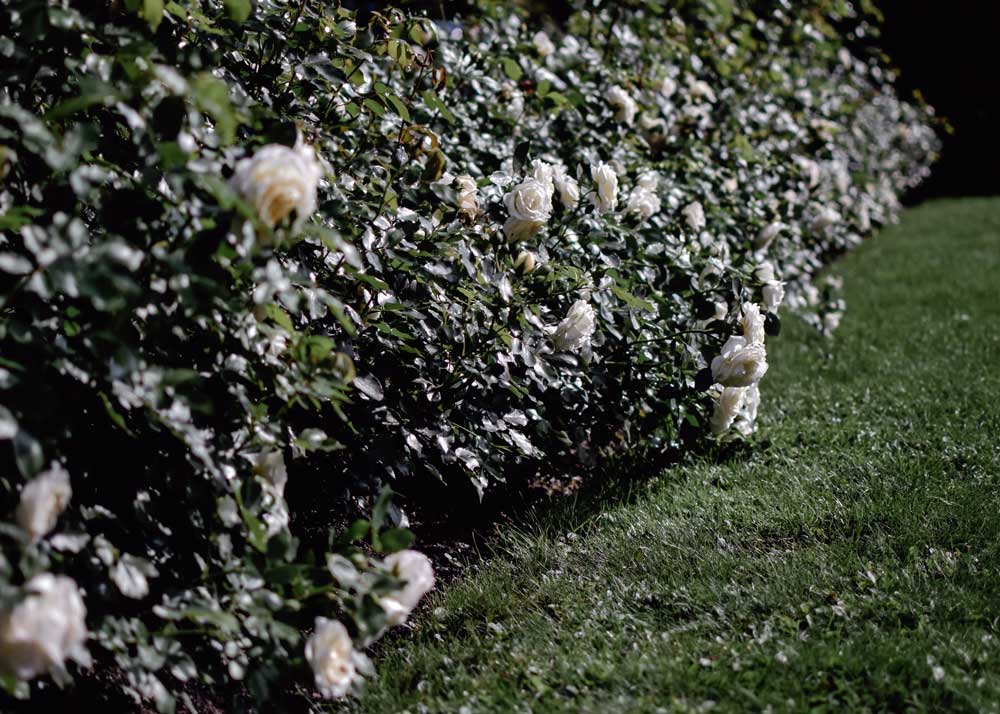 BC Mowing & More hedge trimming services