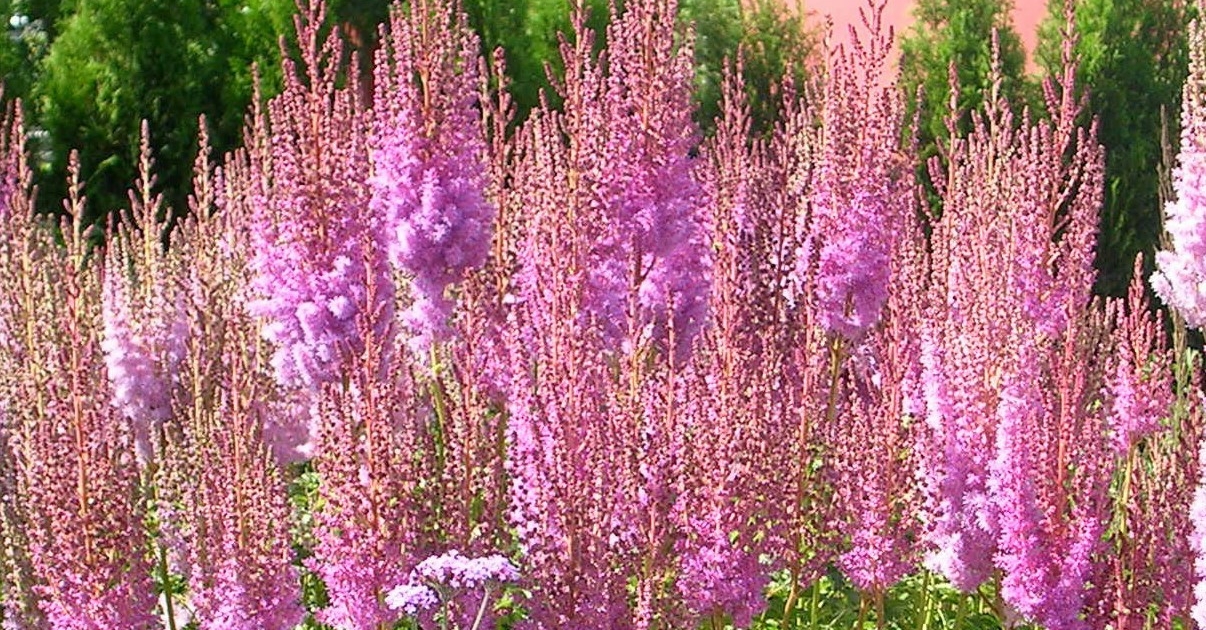 Astilbe Plant