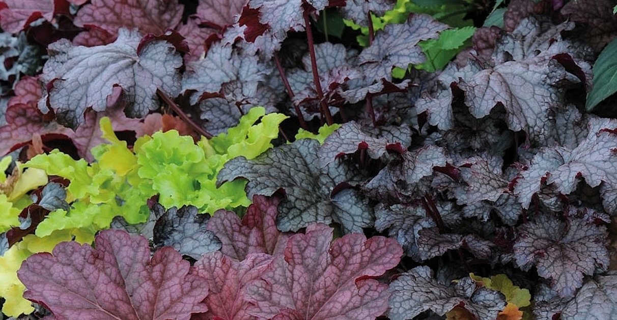 Heuchera (Coral Bells)