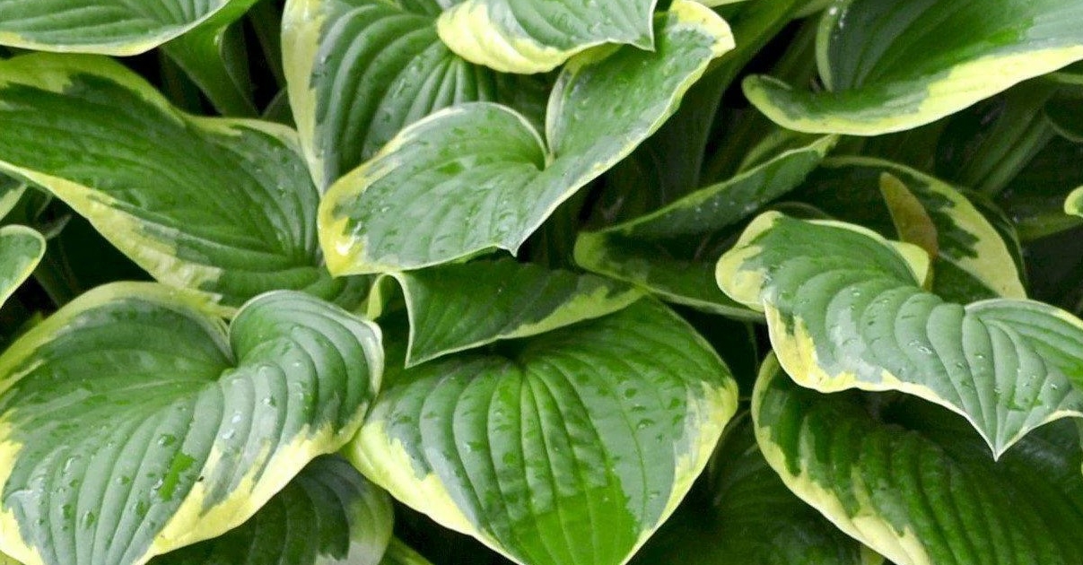 Hosta Plant