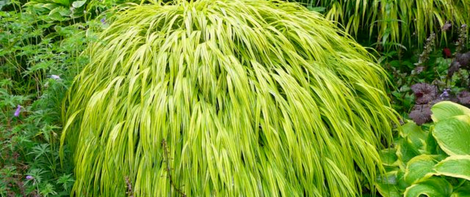 Japanese Forest Grass (Hakonechloa)