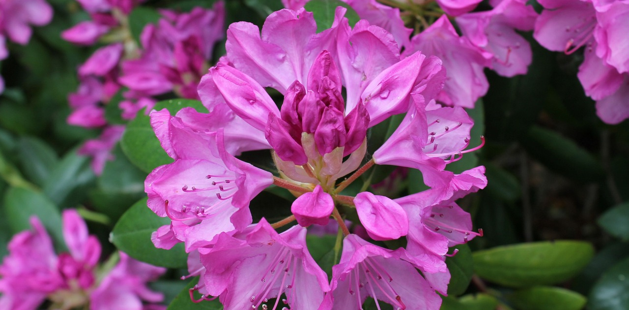 Rhododendrons and Azaleas
