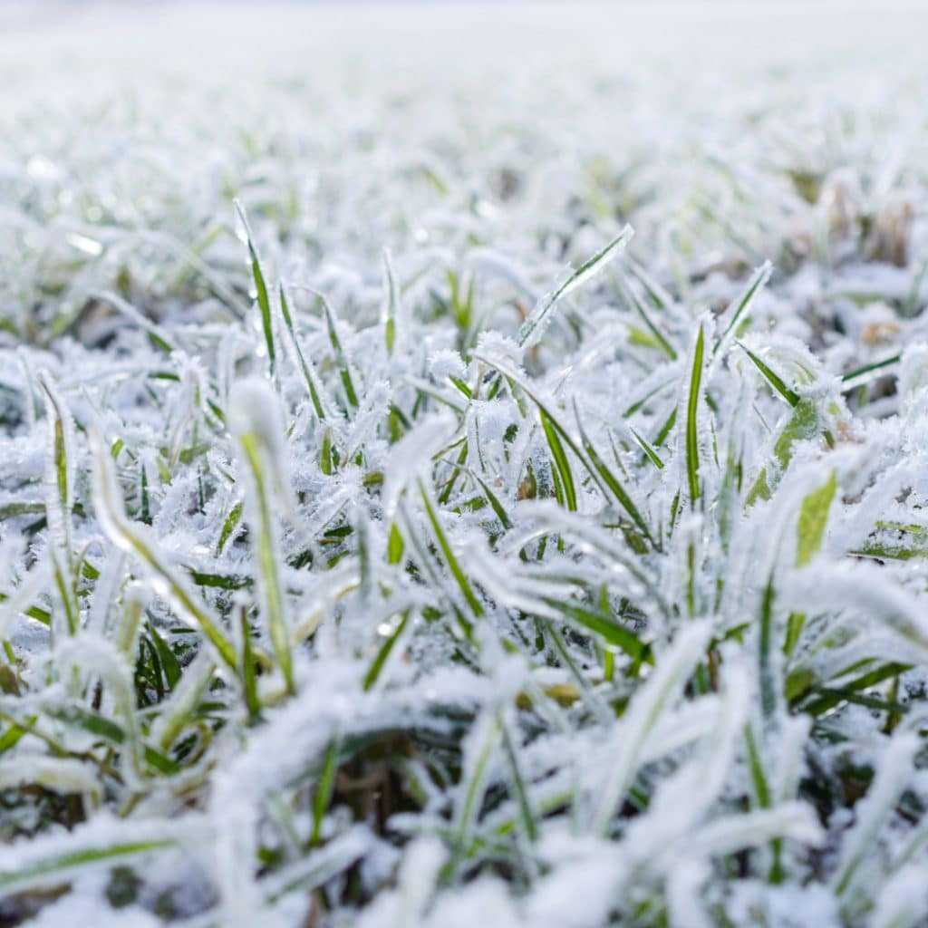 The Benefits of Aerating Your Lawn in Winter The Benefits of Aerating Your Lawn in Winter