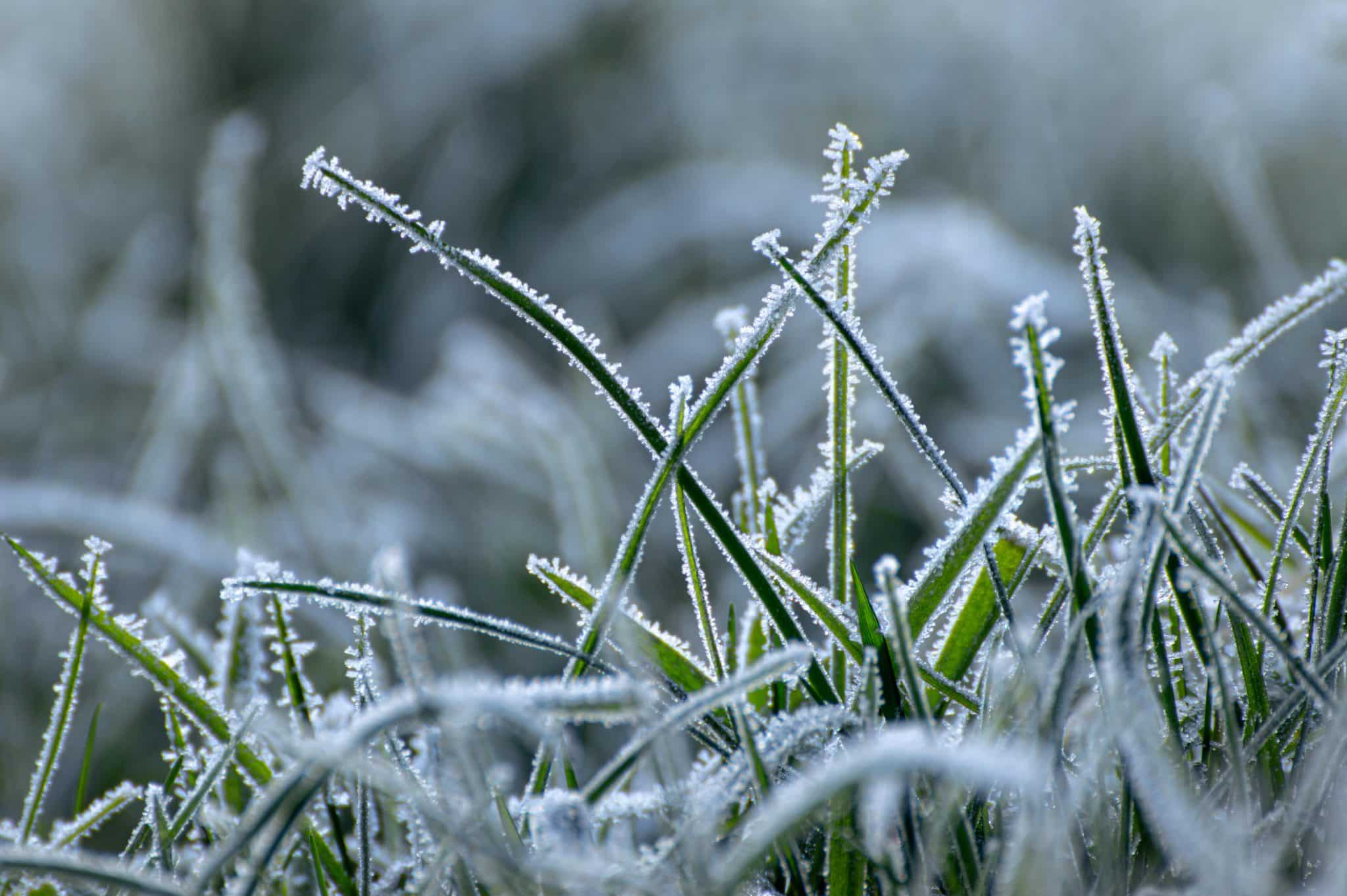 The Benefits of Aerating Your Lawn in Winter The Benefits of Aerating Your Lawn in Winter