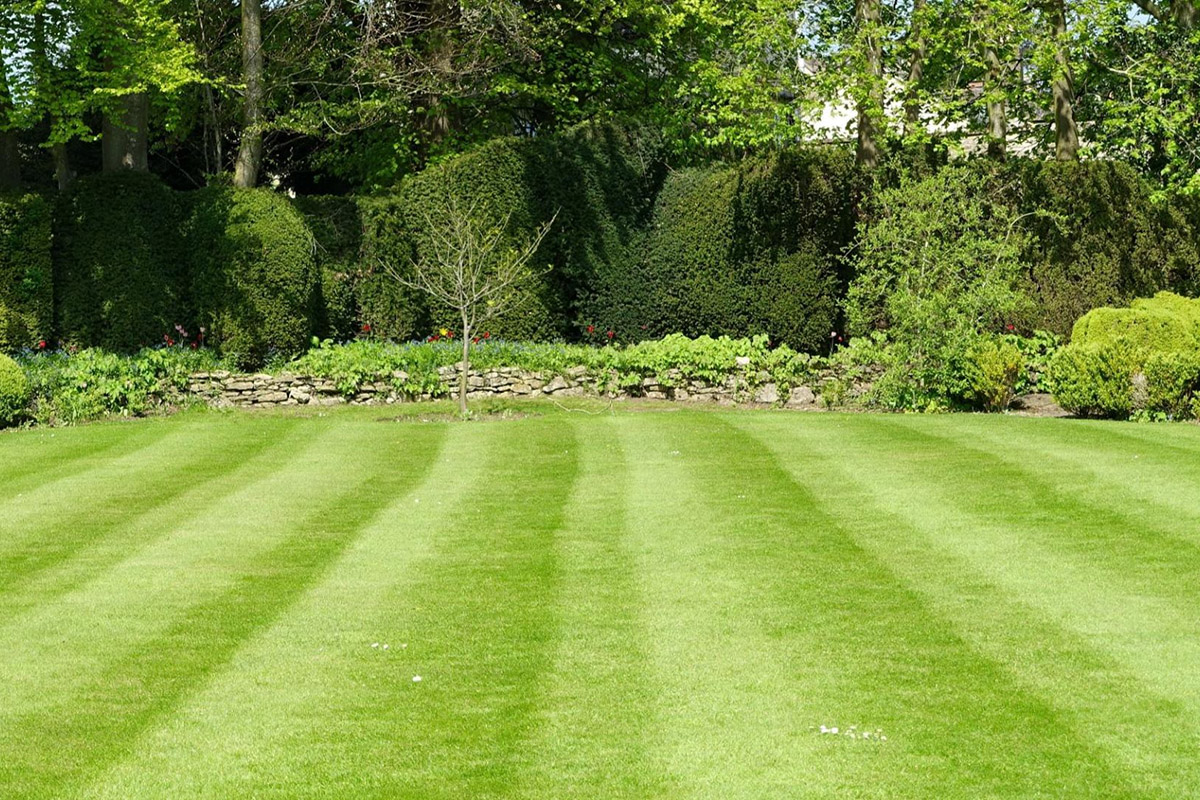 A Quick Look at the History of Lawns A Quick Look at the History of Lawns