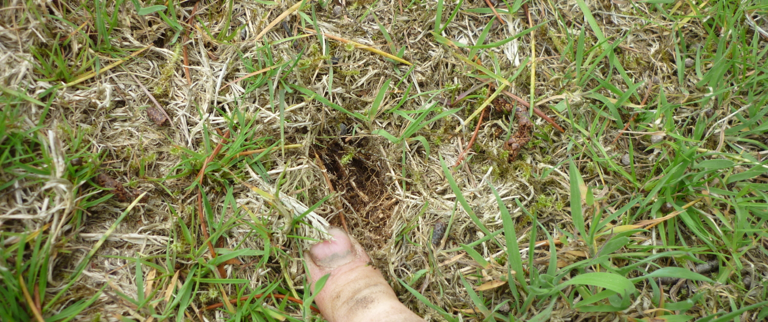Thatch Troubles Across BC