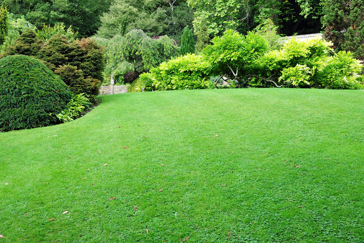 Victoria, Saanich, Sidney Lawn Mowing Lawn Care