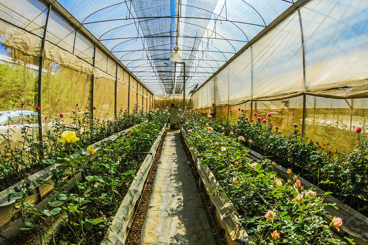 5-Essential-Tips-Every-Gardener-Should-Know-featured 5 Essential Tips Every Gardener Should Know (4)