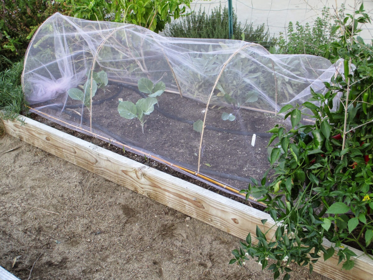 Shade and Protection