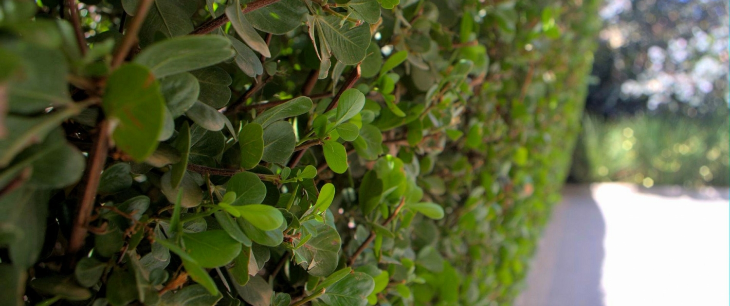 Correct Hedge Trimming and Cutting Techniques (2)