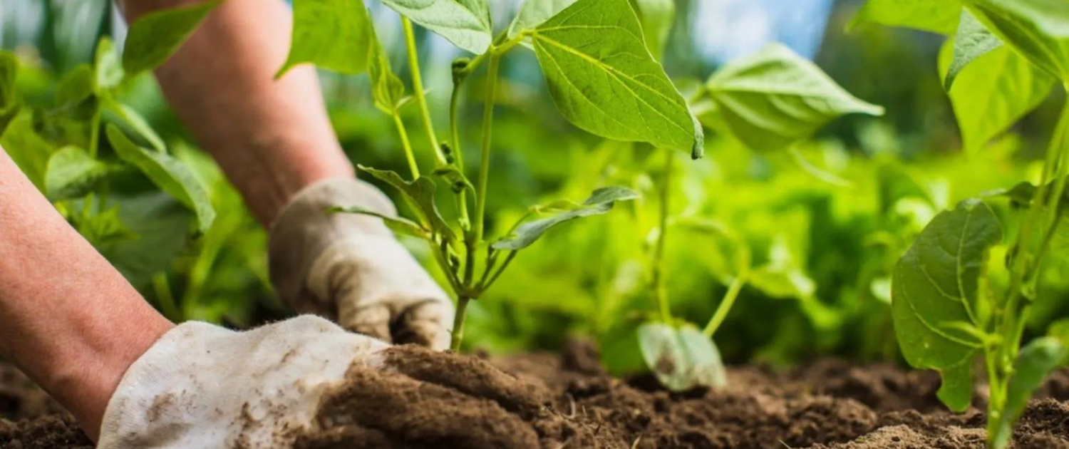 Traits of a Good Gardening Contractor (2)