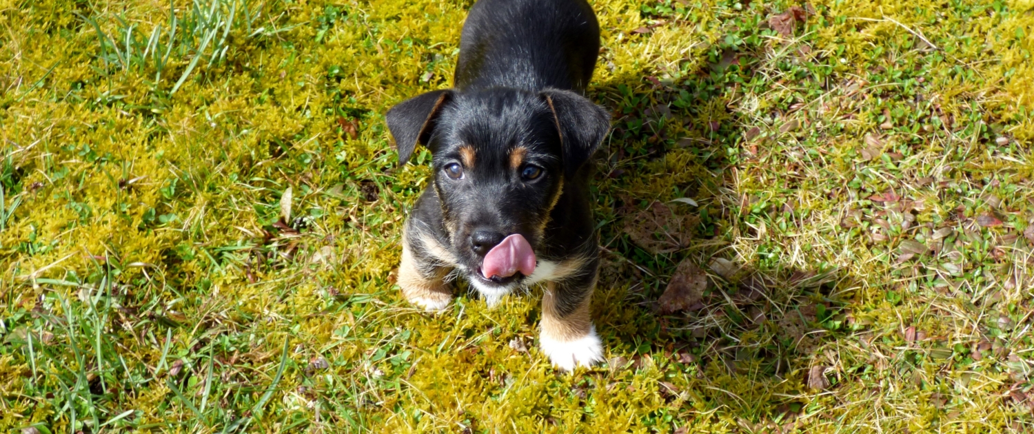 Pet-Friendly Garden Design Ideas