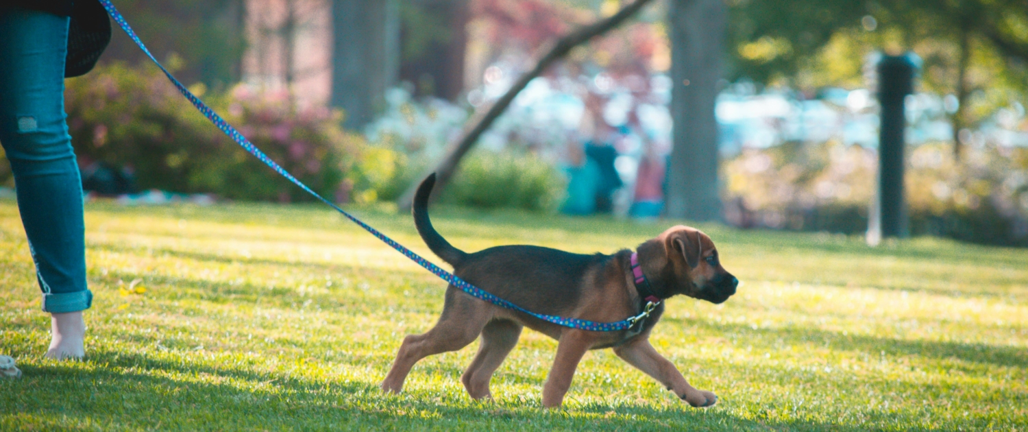 Pet-Friendly Garden Design Ideas (3)