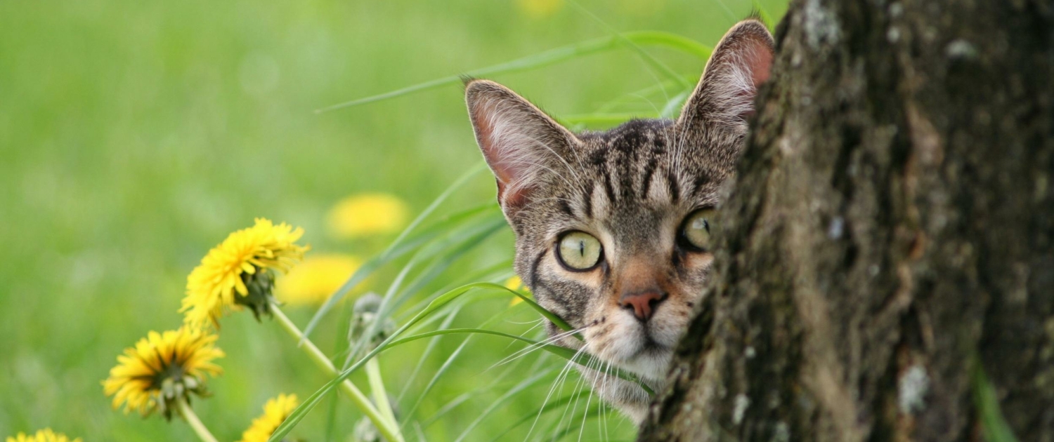 Pet-Friendly Garden Design Ideas (4)