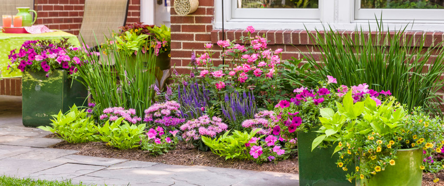 Tips on Caring for Potted Plants (4)