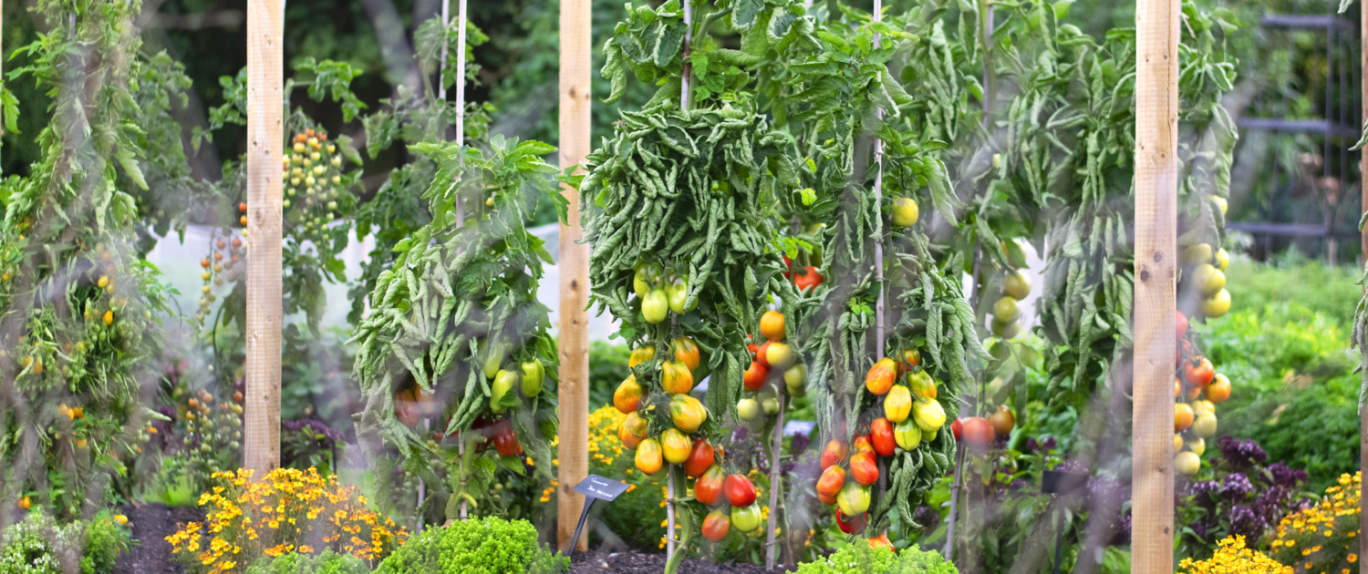 A Tapestry of Abundance