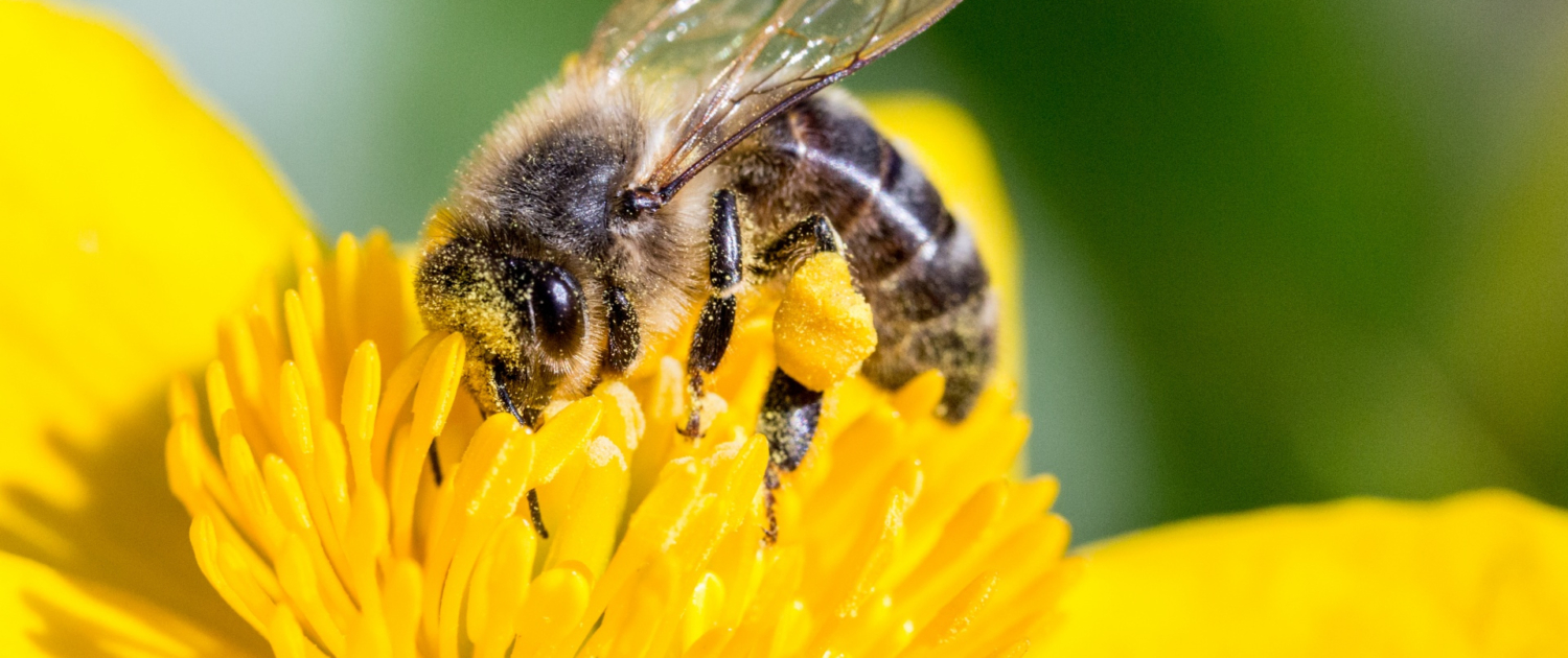 Attract Pollinators and Beneficial Insects