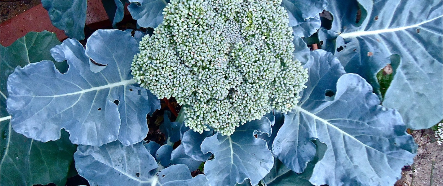 Broccoli