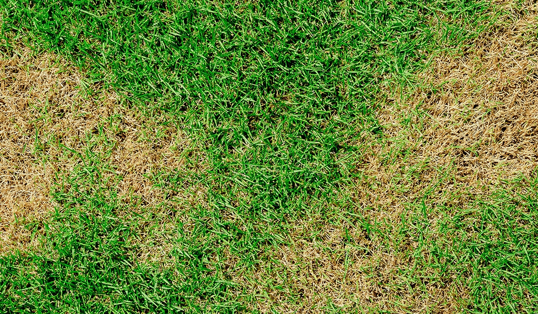 Okanagan's Brown Patch Blues