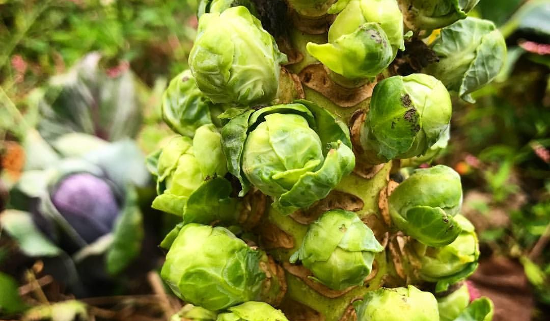 Brussels Sprouts