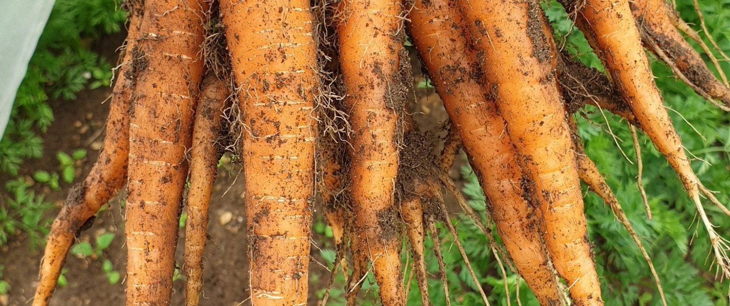 Carrots