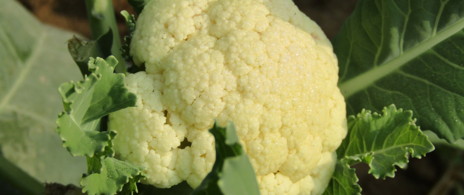 Cauliflower