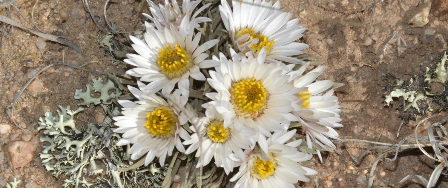 Protecting Endangered Plants: Ensuring Their Survival