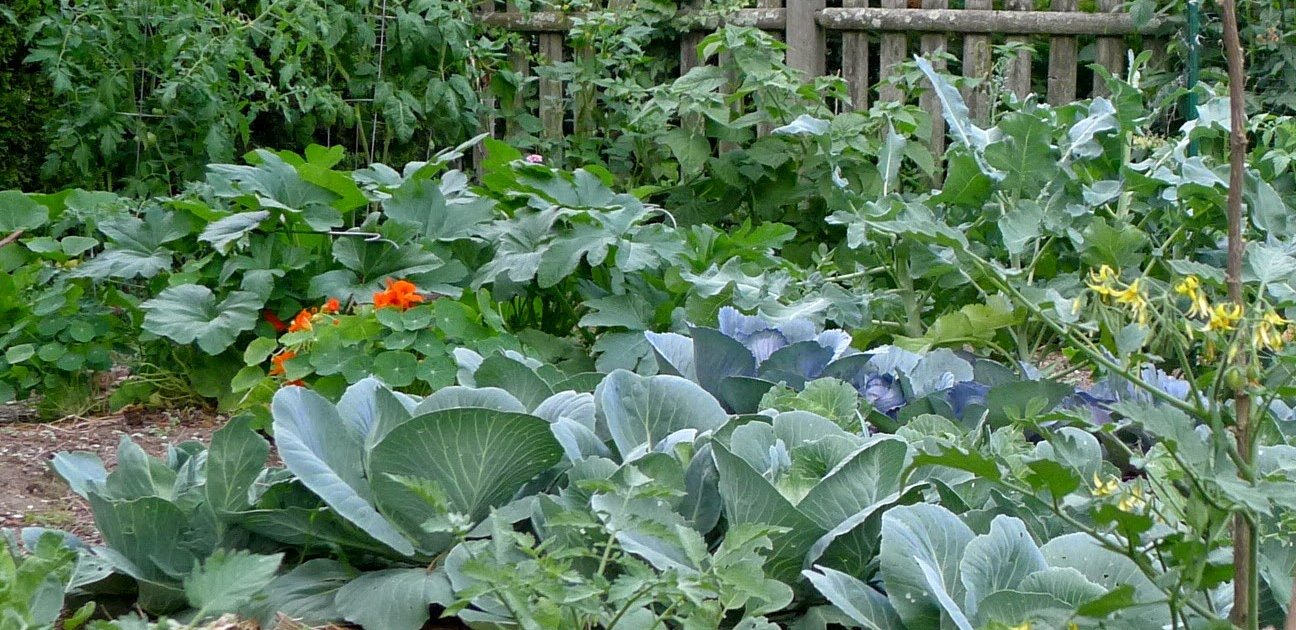 Engage in Companion Planting