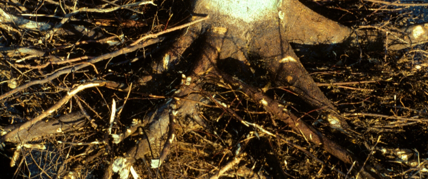 Enhanced Water Absorption