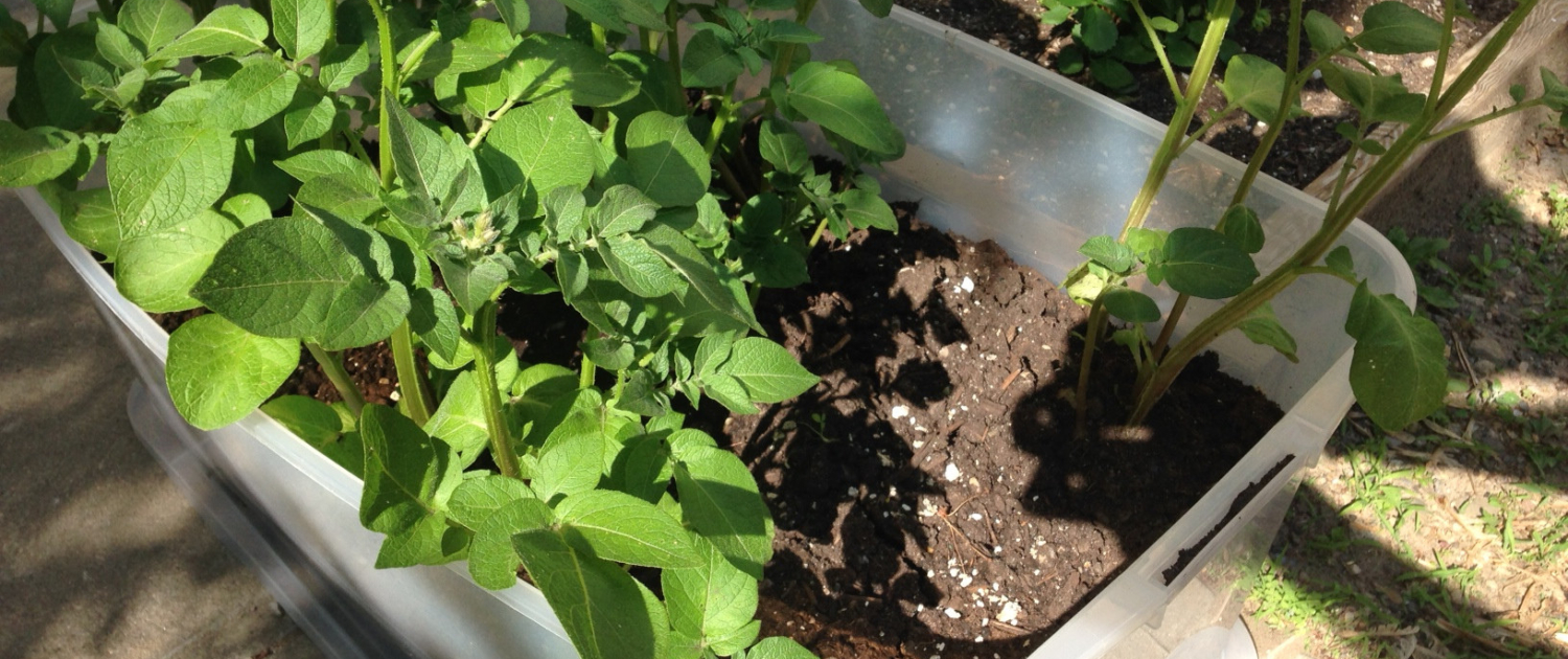 Understanding Fertilizer Composition