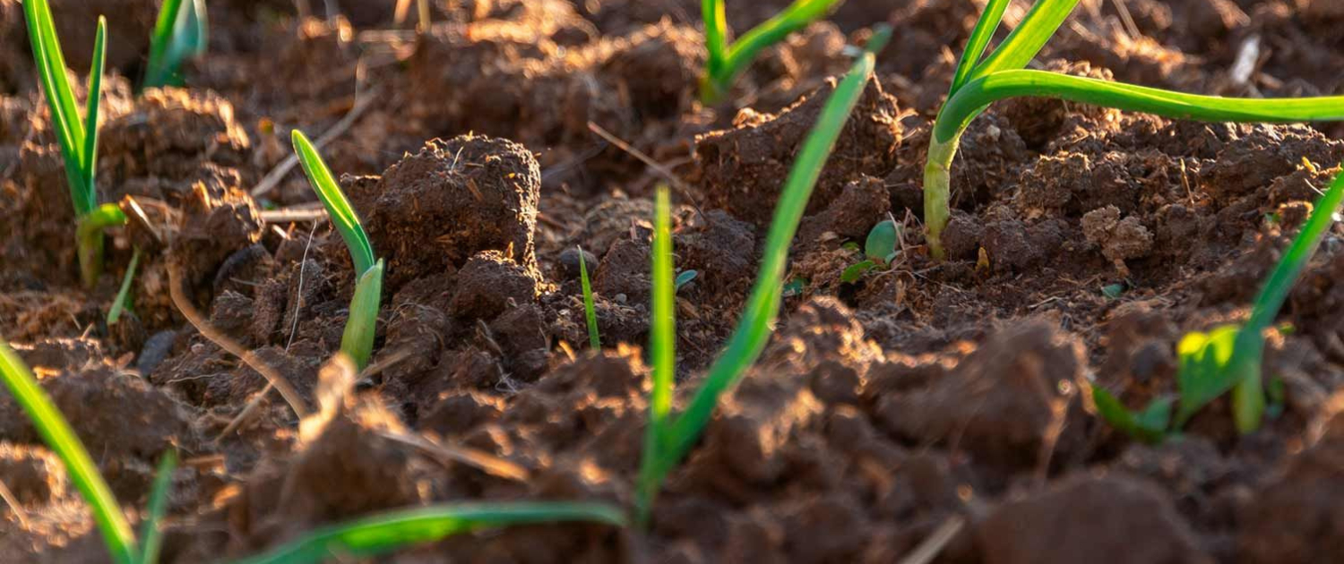 Improved Oxygen Circulation