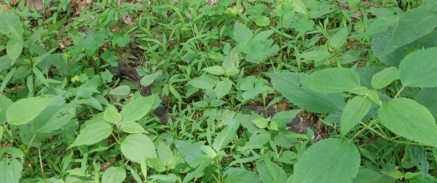 Keeping Weeds at Bay Essential Tips for Gardeners (3)