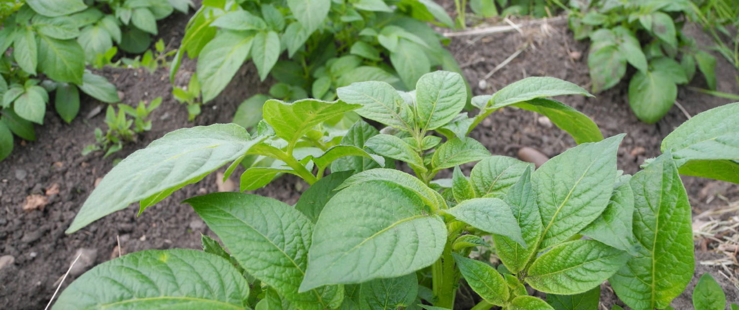 Keeping Weeds at Bay Essential Tips for Gardeners (4)