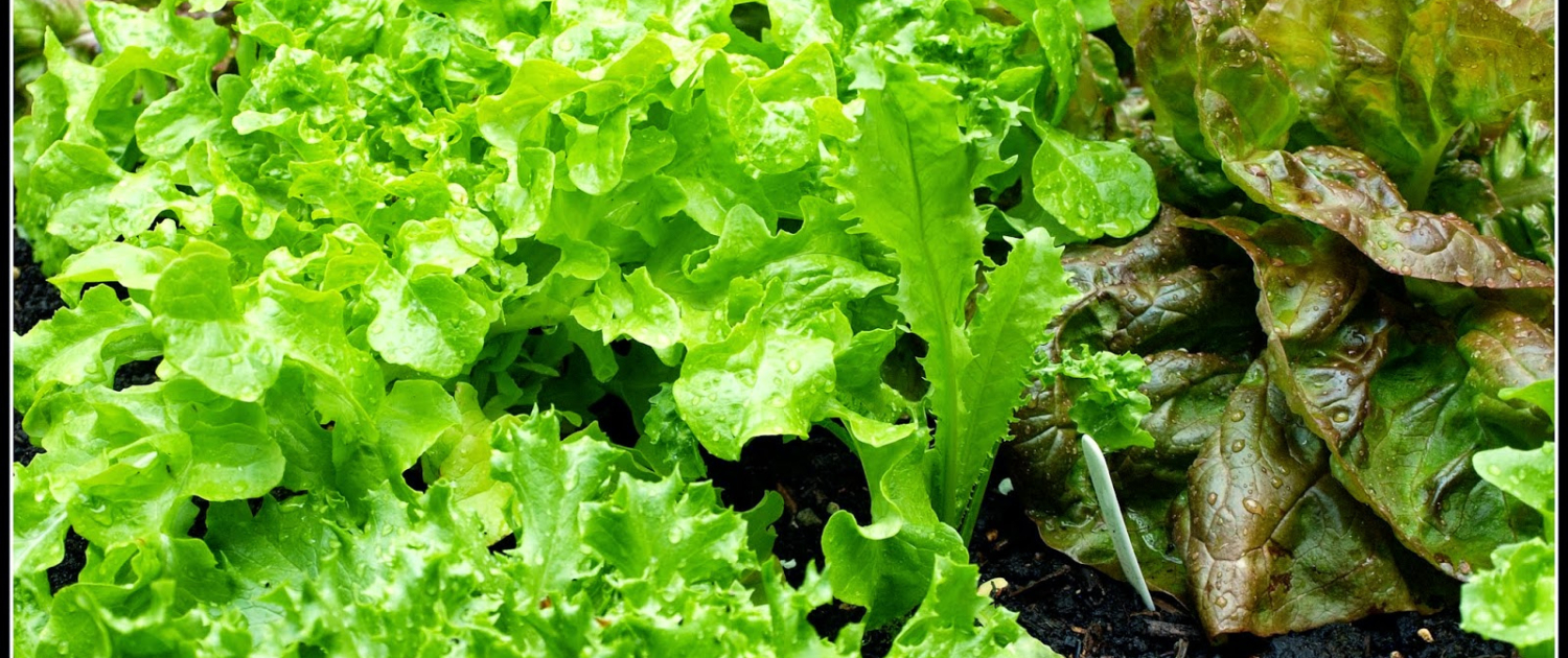 Lettuce