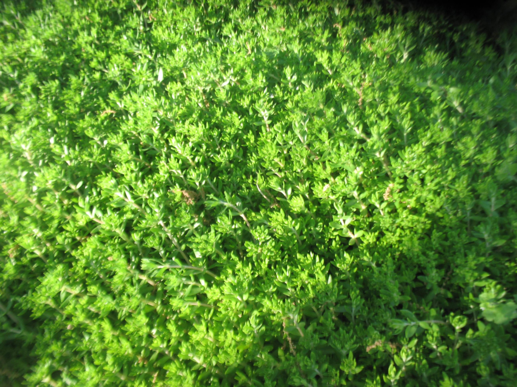 Lower Mainland Coastal Climate Preparations
