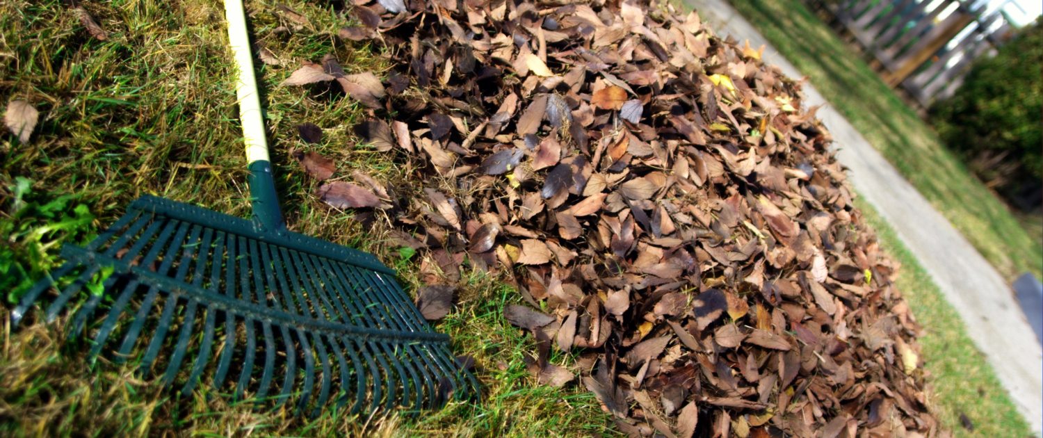 Lower Mainland Urban Lawn Care Amidst Cityscapes