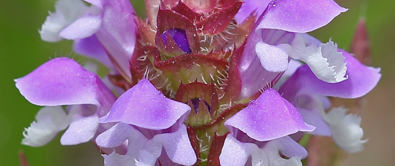 Nature's Pharmacy: Medicinal Plants