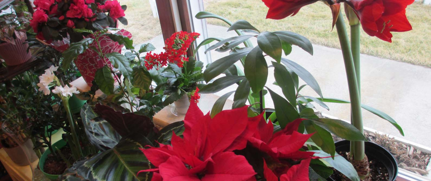 Monitor Indoor Plants