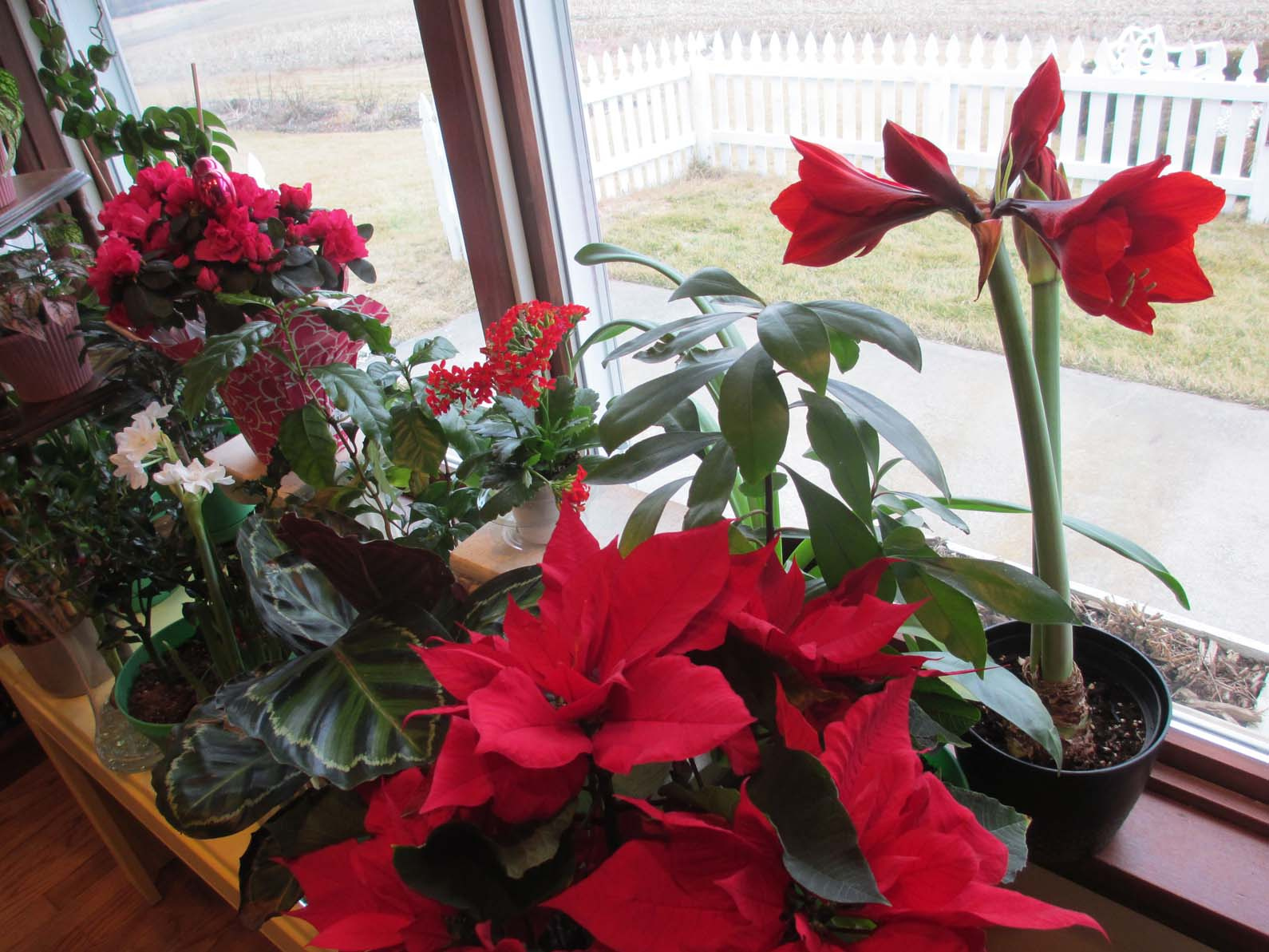 Monitor Indoor Plants Monitor Indoor Plants