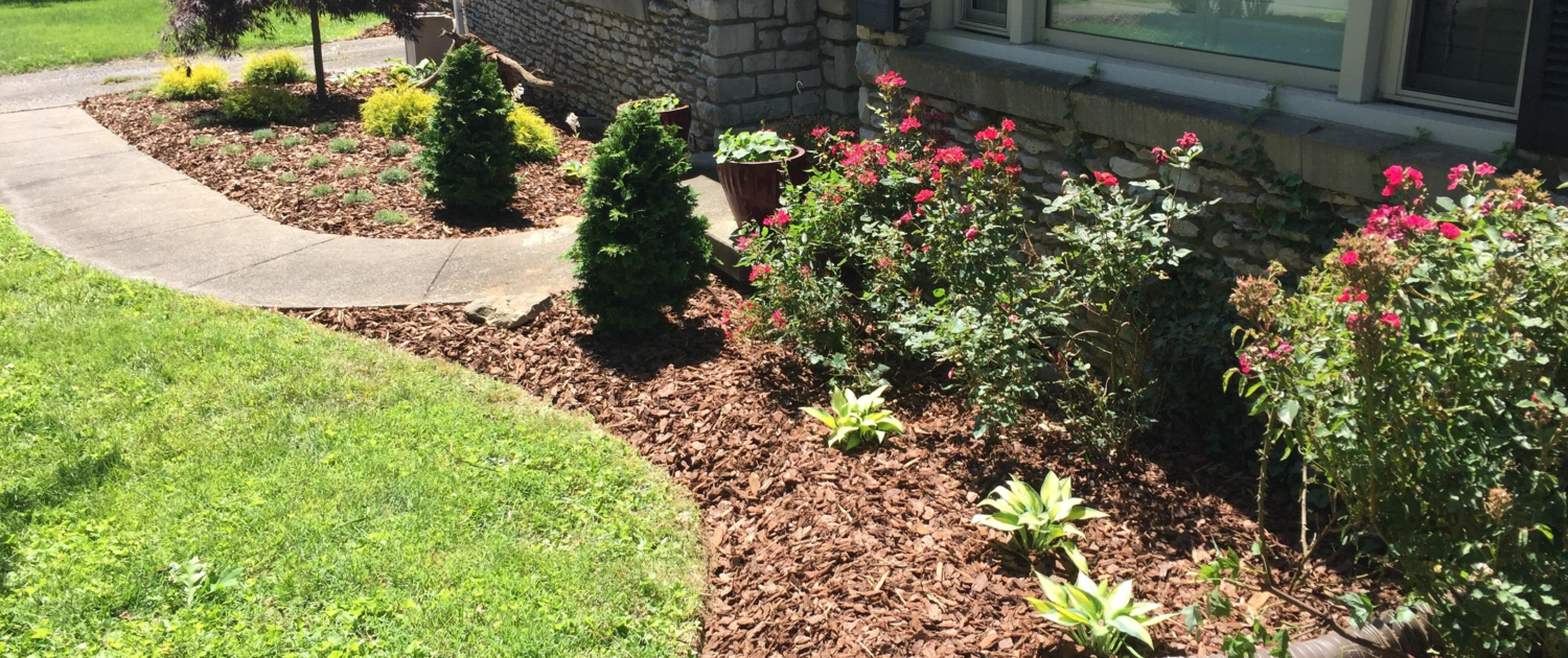 Mulching and Watering Strategies