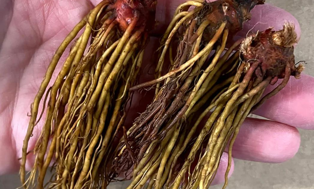 Myth #5: Planting is Reserved for Spring and Summer