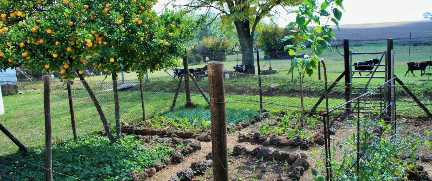 Nutritious, Homegrown Produce
