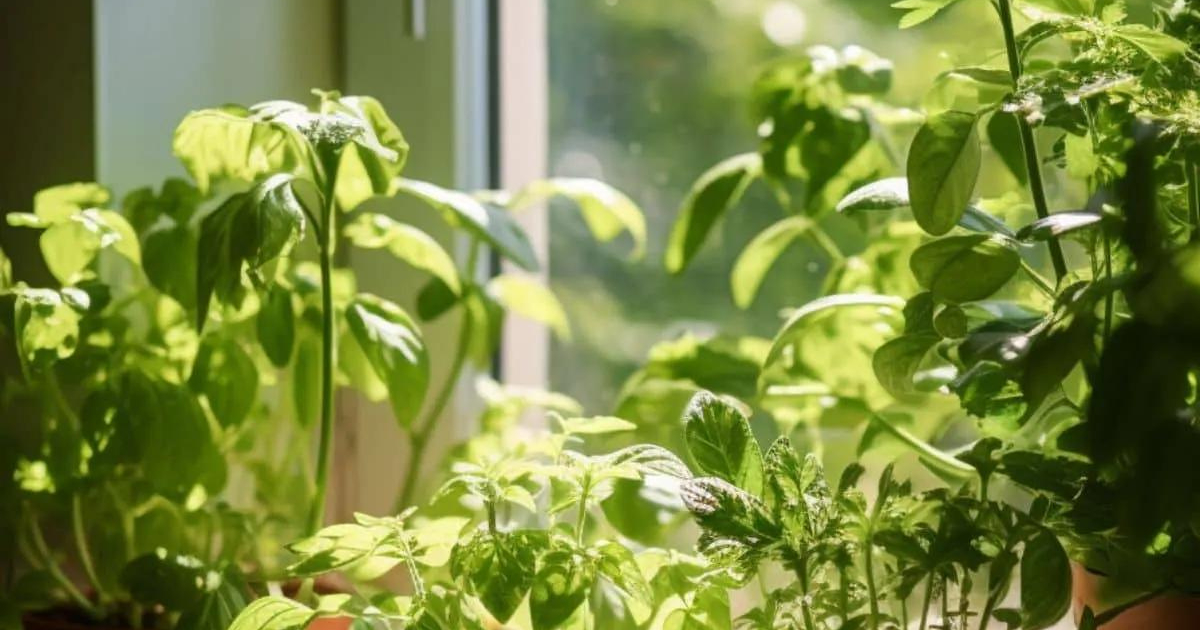 Indoor Garden Haven in the Okanagan