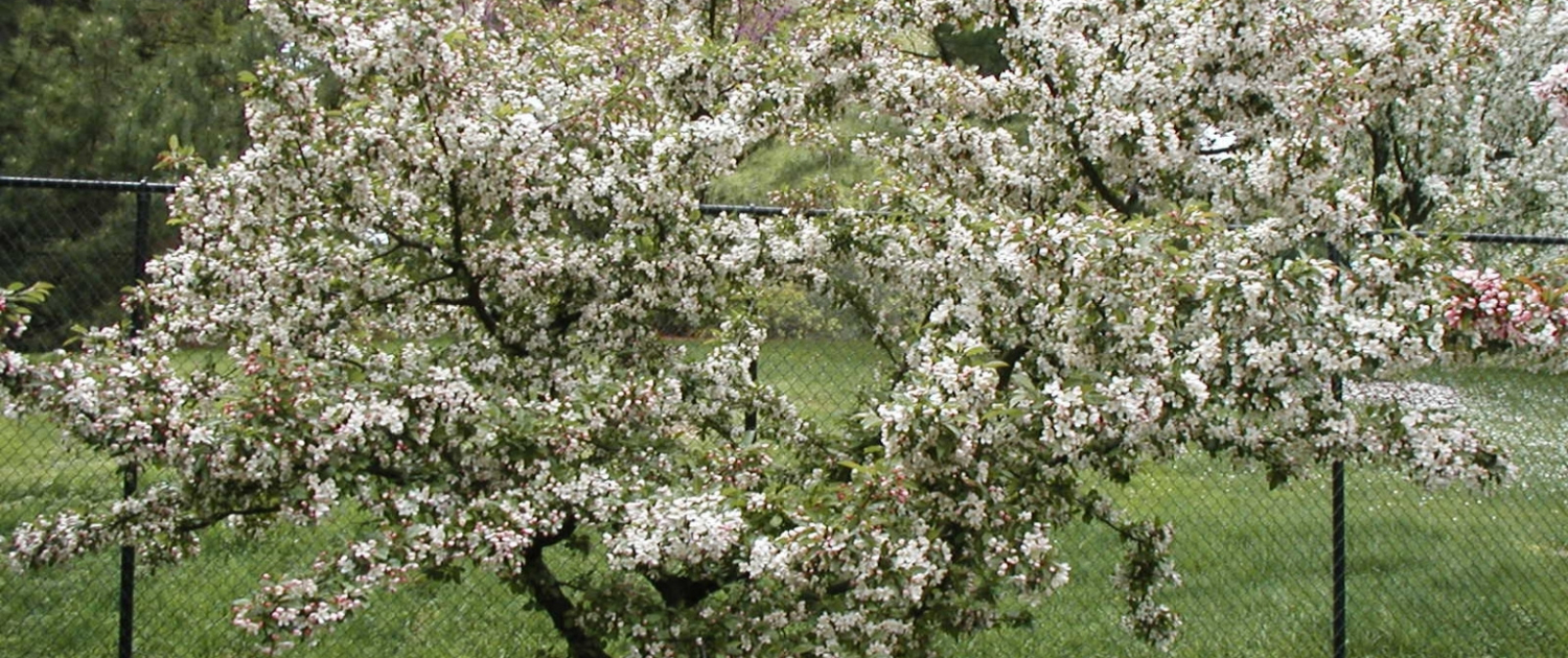 Okanagan Tree Care Practices