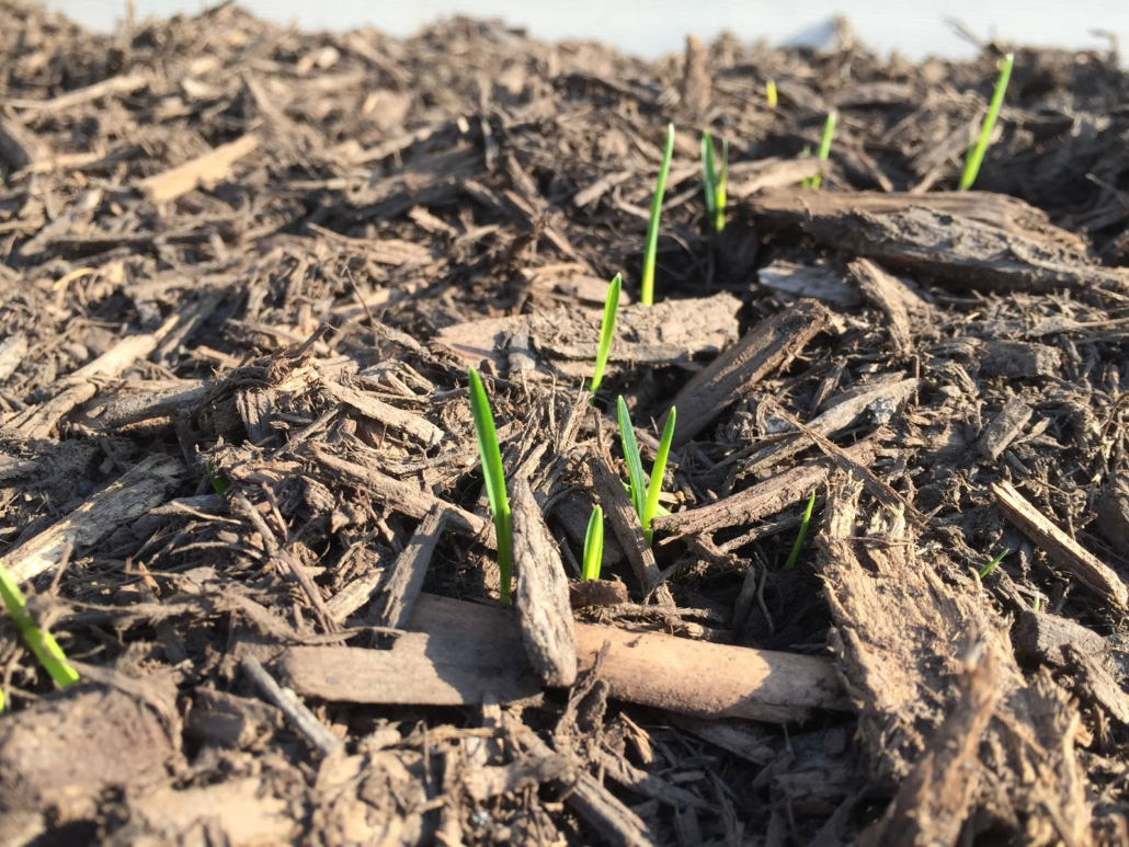 Winter Lawn Maintenance in the Okanagan