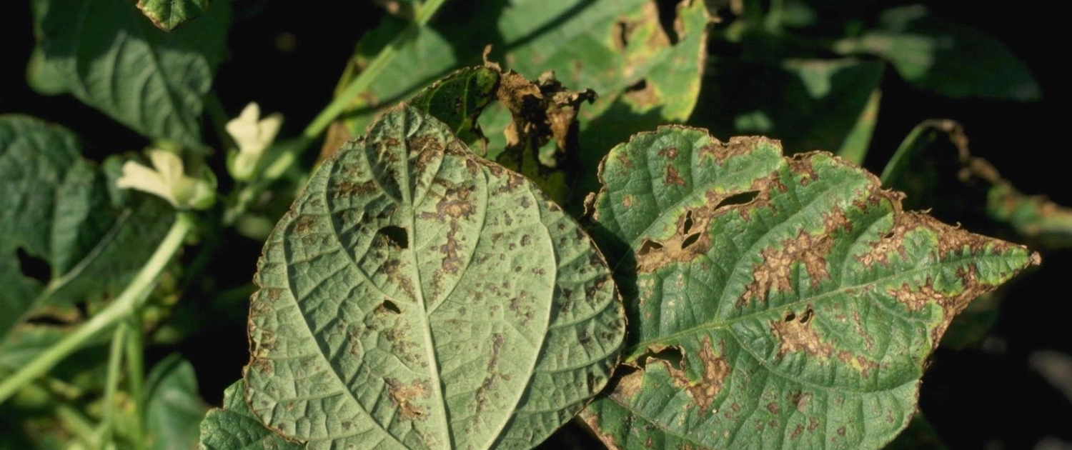 Pest and Disease Management