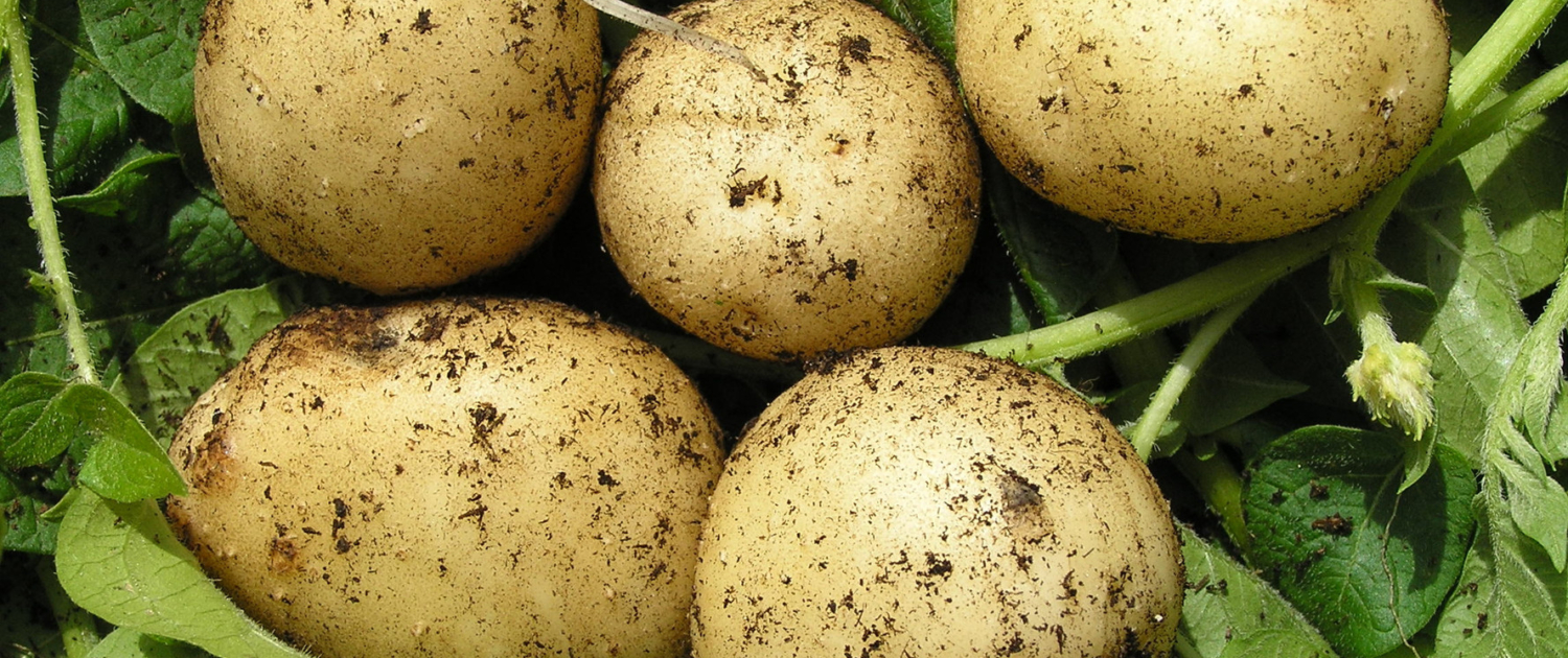 Potatoes