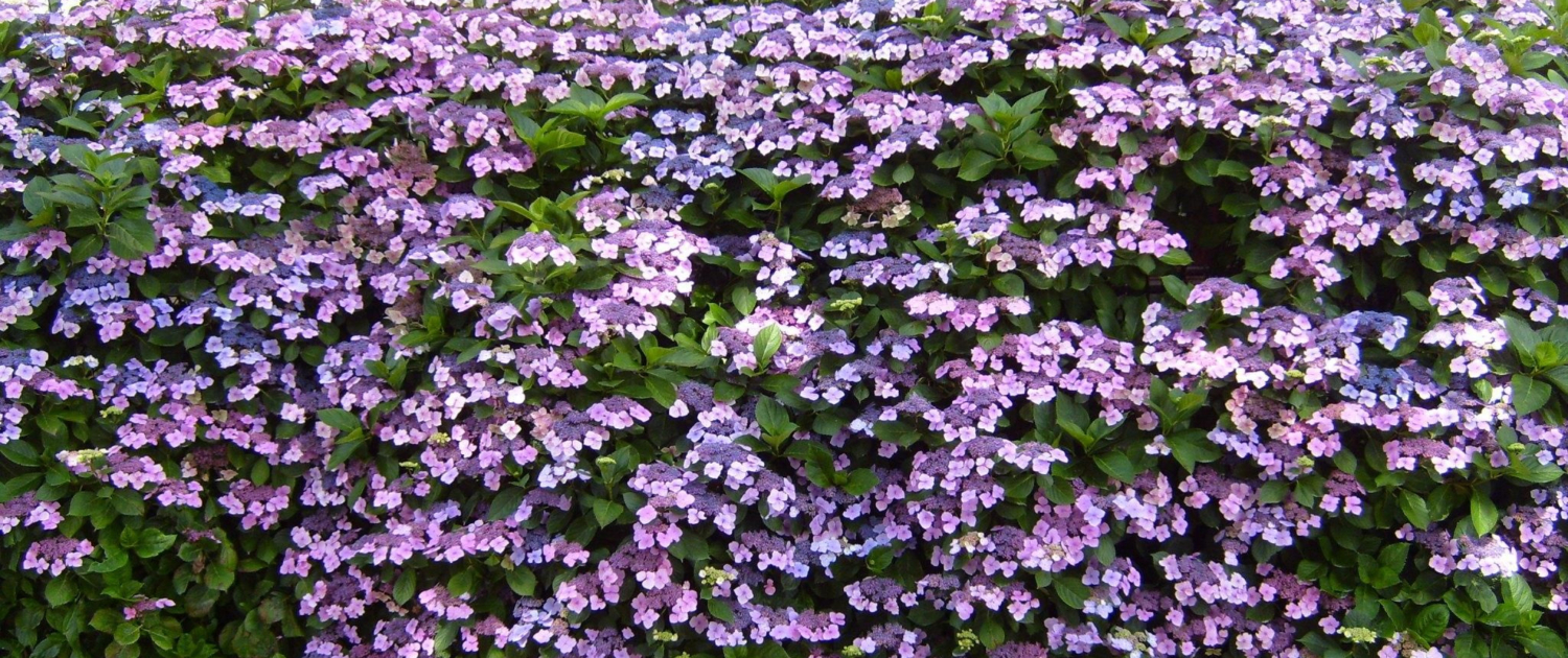 Prune Hydrangeas and Rhododendrons