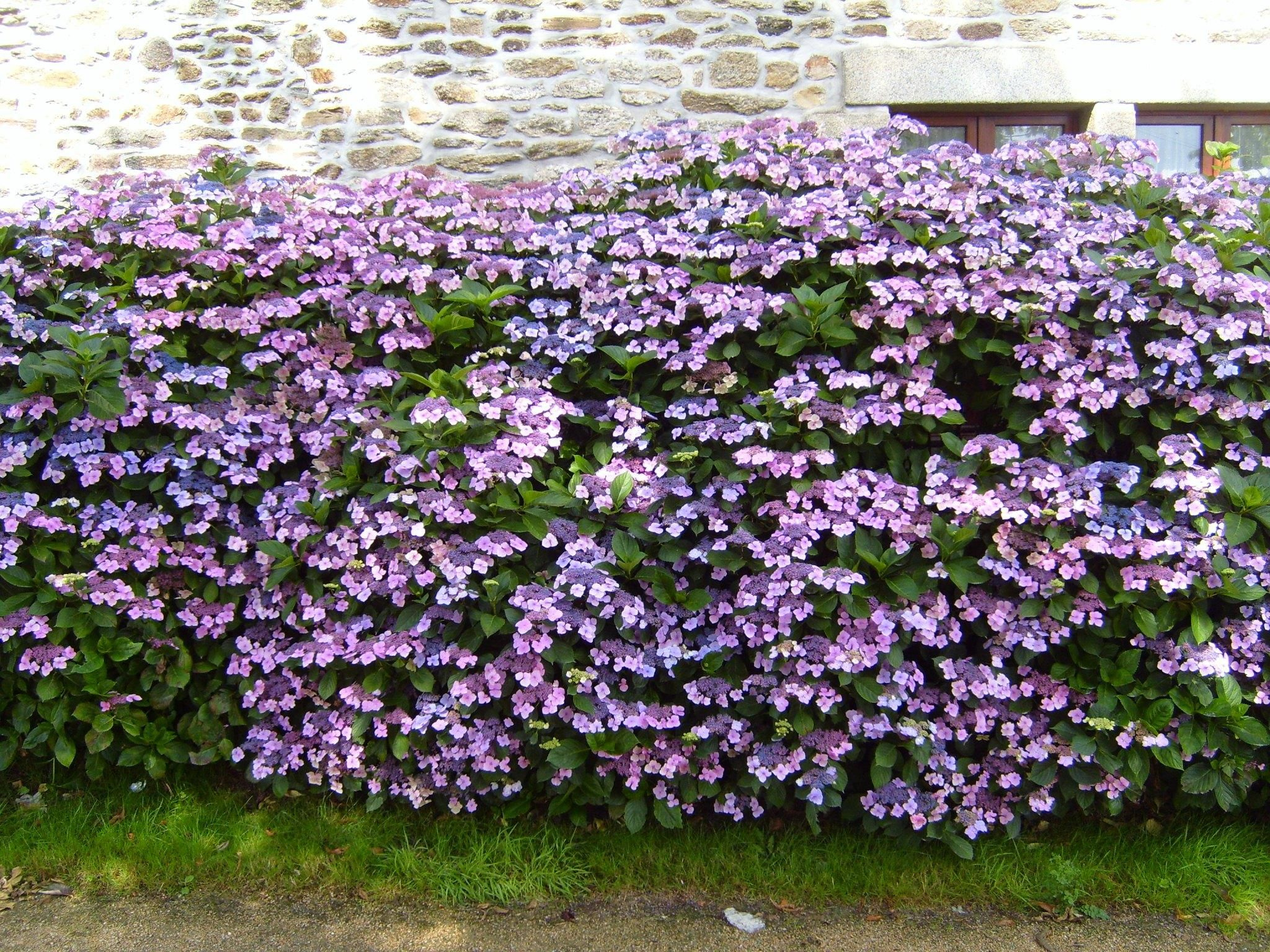 Prune Hydrangeas and Rhododendrons