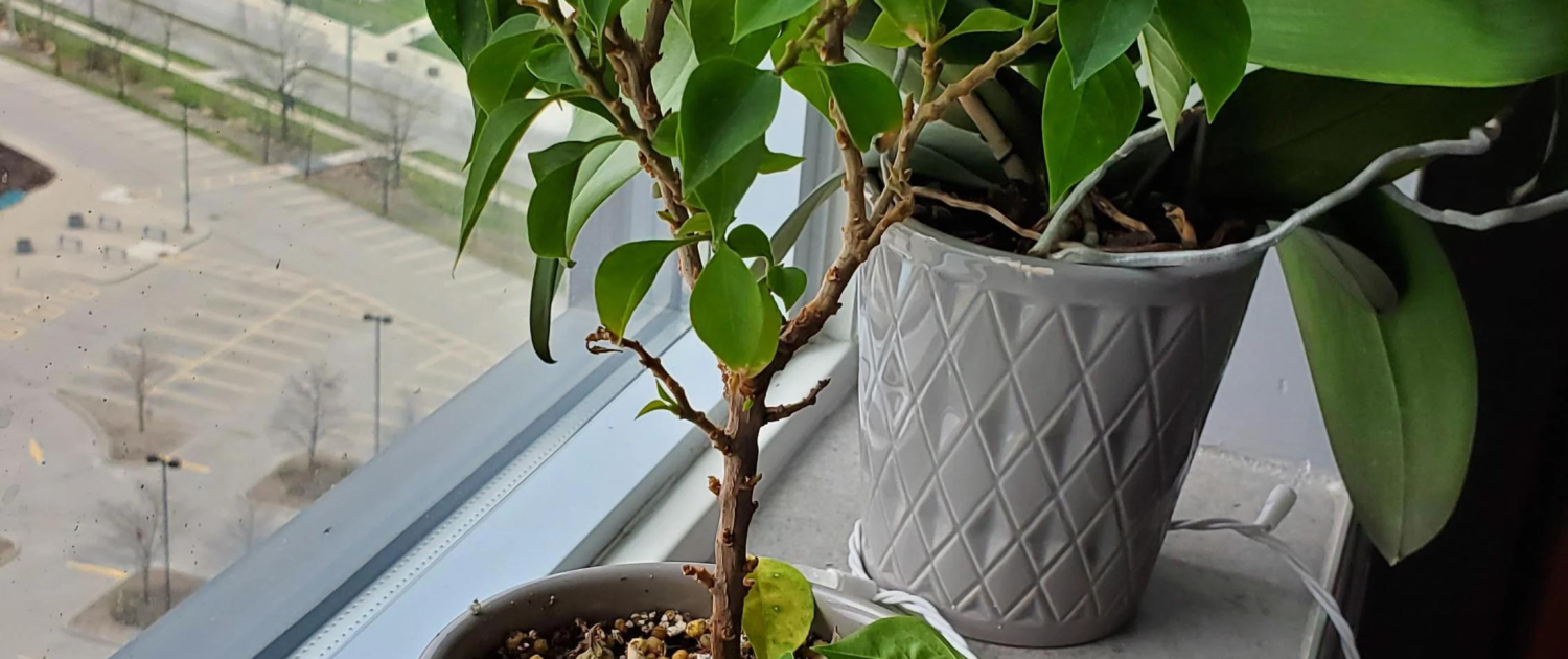 Pruning and Cleaning 